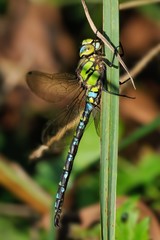 Aeshna cyanea, maschio
