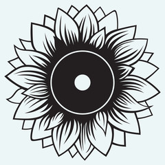 Sunflower isolated on blue background