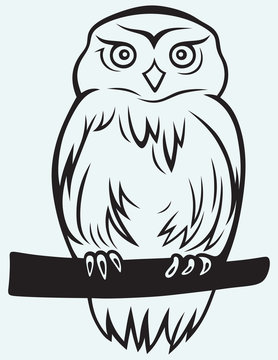 Eagle Owl isolated on blue background