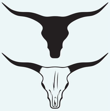 Skull of a bull isolated on blue background