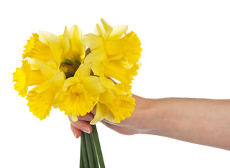 Bouquet of yellow narcissuses in the female hand