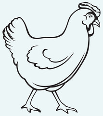Figure chicken isolated on blue background