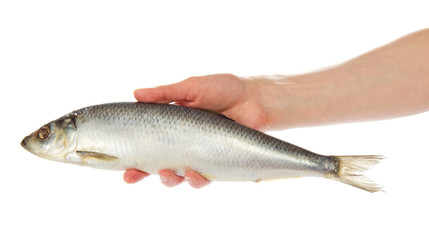 Salty herring in the female hand