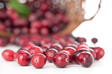 Cranberry