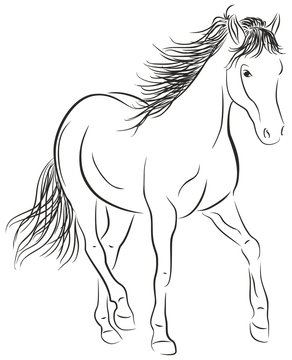 Calligraphic Horse - Illustration