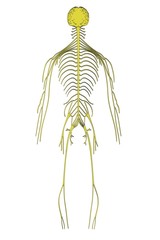cartoon image of nervous system