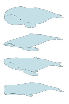 cartoon image of sea whales