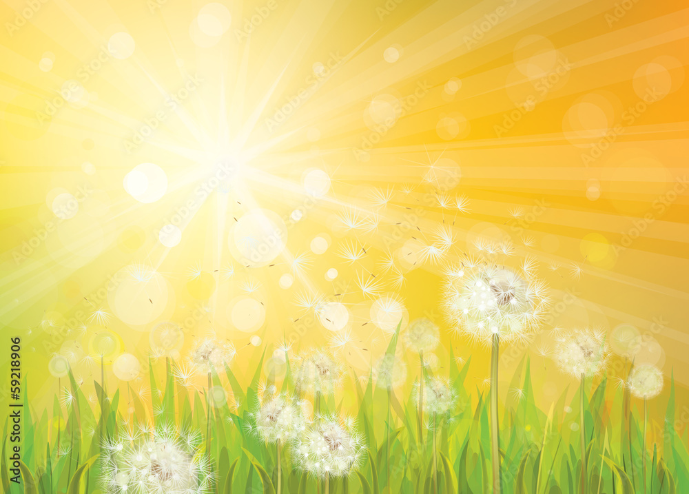 Wall mural vector of spring background with white dandelions.