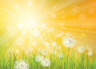 Fototapeta premium Vector of spring background with white dandelions.
