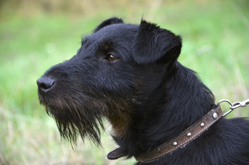 Black terrier is standing on the meadow