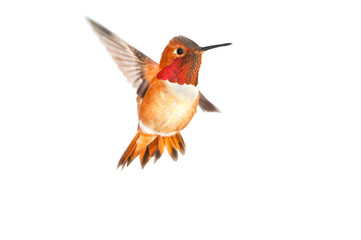 Rufous Hummingbird - Male. White background