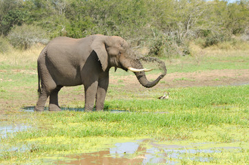 African Elephant Spraying Water. South Africa