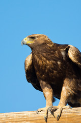 Golden eagle sitting on a perch , Oregon