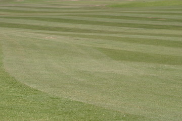 Golf Grass