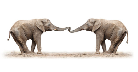 Naklejka premium African elephants playing on a white background.