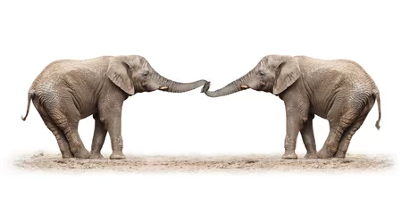 Crédence de cuisine en verre imprimé Éléphant African elephants playing on a white background.