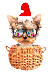 christmas dog as santa in a basket