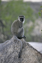 Vervet or Green monkey, Chlorocebus pygerythrus