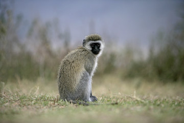 Vervet or Green monkey, Chlorocebus pygerythrus
