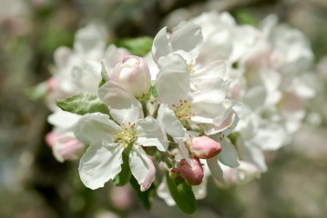 Close up of twig with apple blossom.