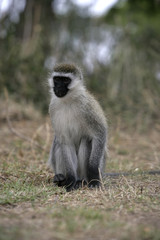 Obraz premium Vervet or Green monkey, Chlorocebus pygerythrus