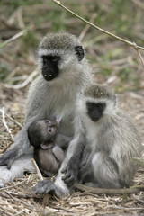 Obraz premium Vervet or Green monkey, Chlorocebus pygerythrus