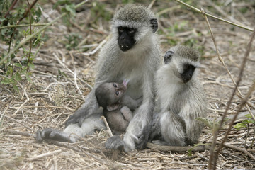 Fototapeta premium Vervet or Green monkey, Chlorocebus pygerythrus