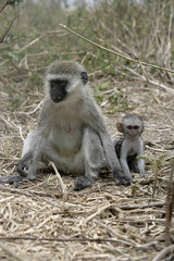 Obraz premium Vervet or Green monkey, Chlorocebus pygerythrus