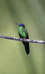 Violet-capped woodnympth, Thalurania glaucopis