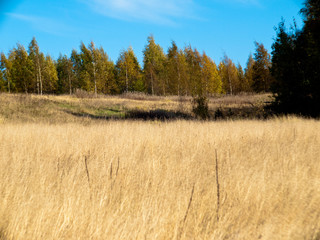 Field with a dry grass