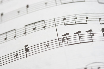 Fototapeta premium Music notes