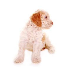 Lagotto Romagnolo Wasserhund – Welpe