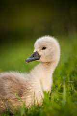 Obraz premium swan