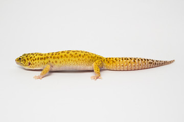 Leopardgecko Eublepharis macularius