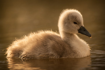 young swan