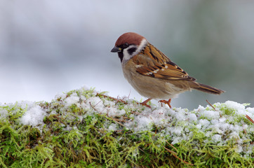 Sparrow meets winter