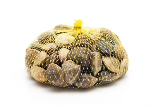 clams isolated