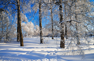 winter landscape with the forest
