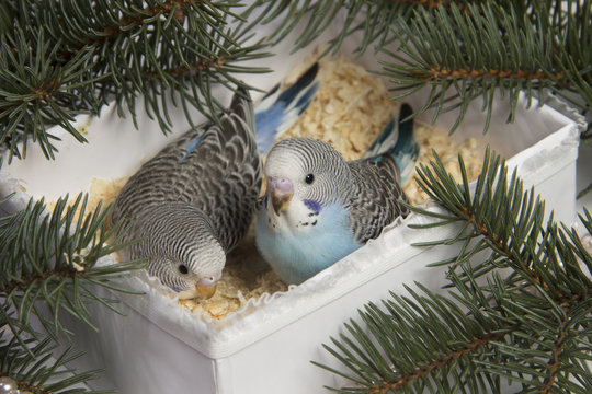 Fototapeta Christmas gift, two small bird