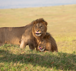 two snuggling male lions in the national park masai mara
