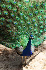 a colorful peacock