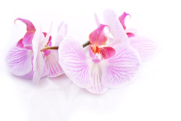 exotic pink orchid blossom flower