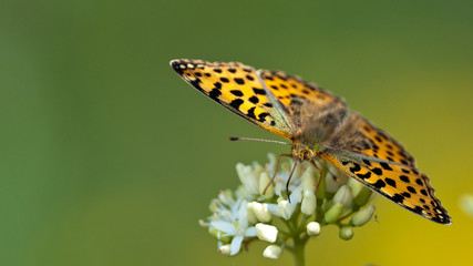 Papillon