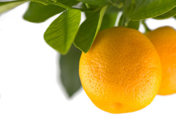 oranges