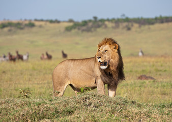 male lion in the savannah in kenya looking for prey