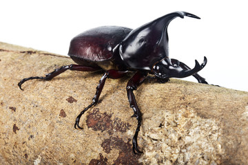 fighting beetle (rhinoceros beetle)