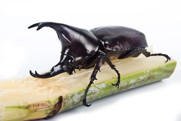fighting beetle (rhinoceros beetle)