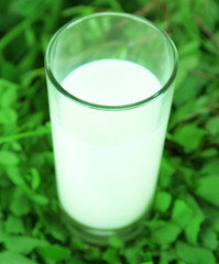 Glass of milk on grass
