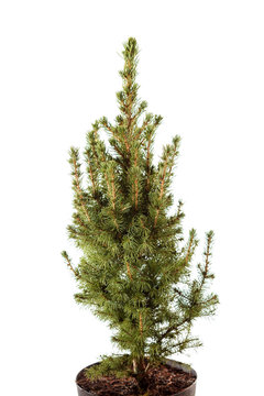 fir-tree isolated on white