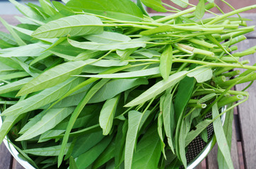 Water spinach